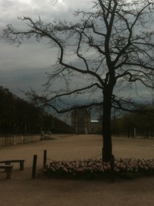 dead tree Paris